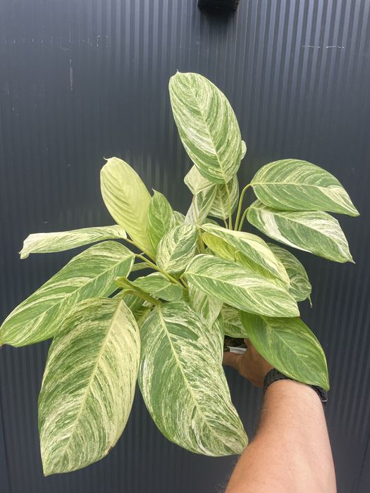 Stromanthe 'Charlie
