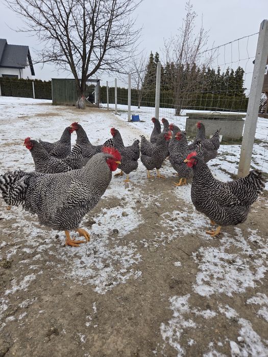 Kogury Amrock jaja lęgowe