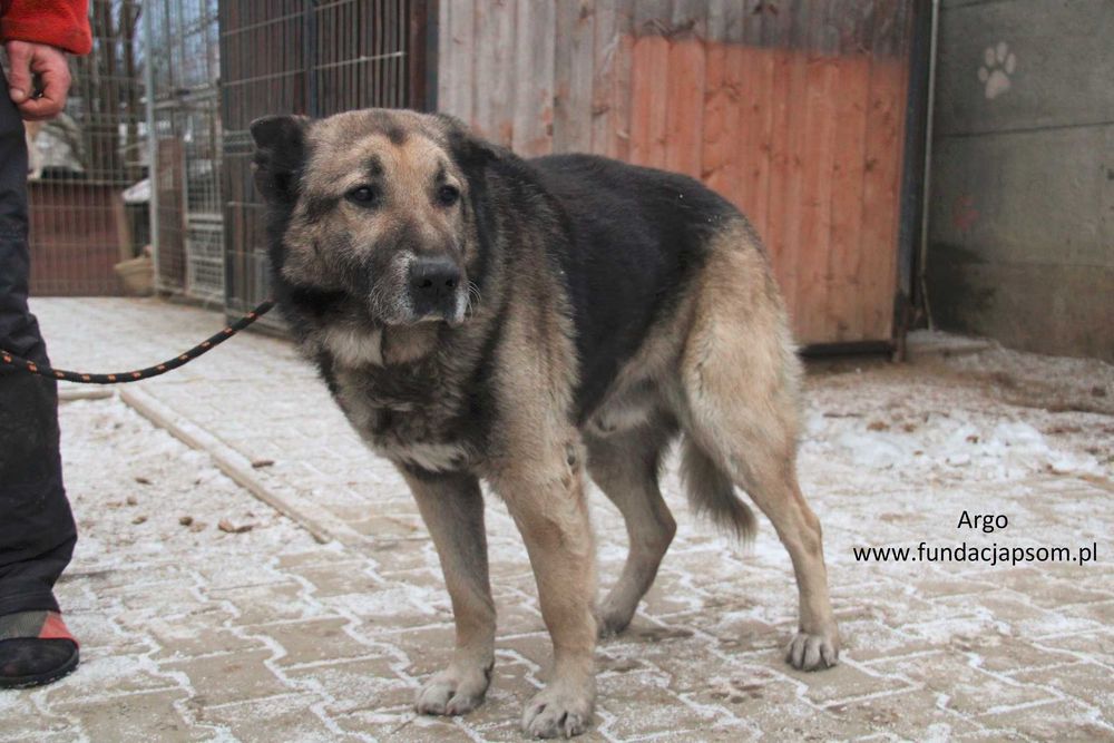 Argo szuka właściciela