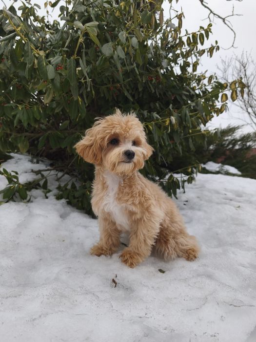 Мікро міні мальтіпу — дівчинка /  вік — 5 місяців, вага — 1,5 кг