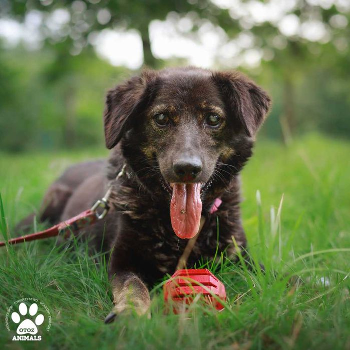 Kochana Daisy poleca się do adopcji!