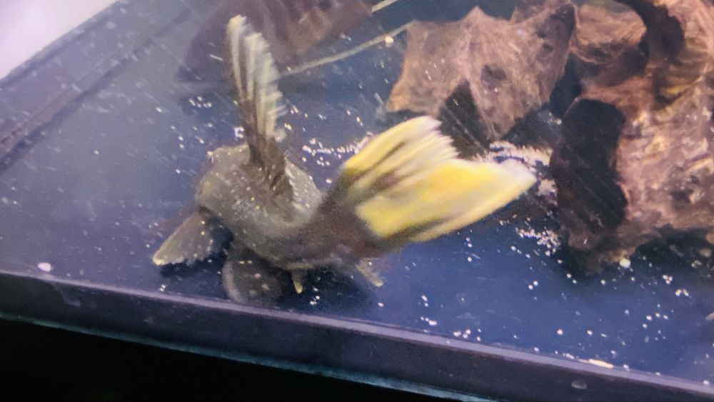 TABU Hypostomus Luteus 17cm faza 2 Warszawa