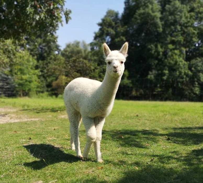 Młody samczyk alpaki