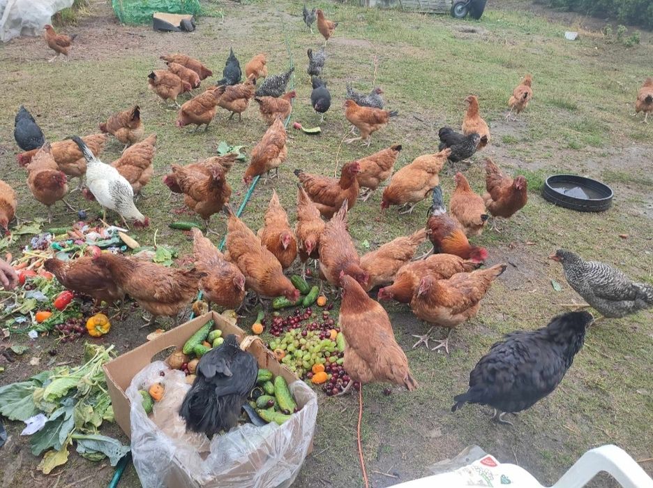 Jajka kury naturalne świeże smaczne