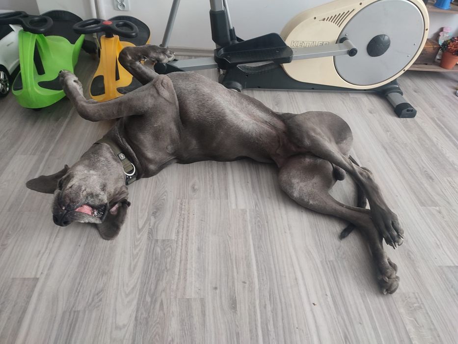 Dog niemiecki do adopcji, błękitny FCI, samiec