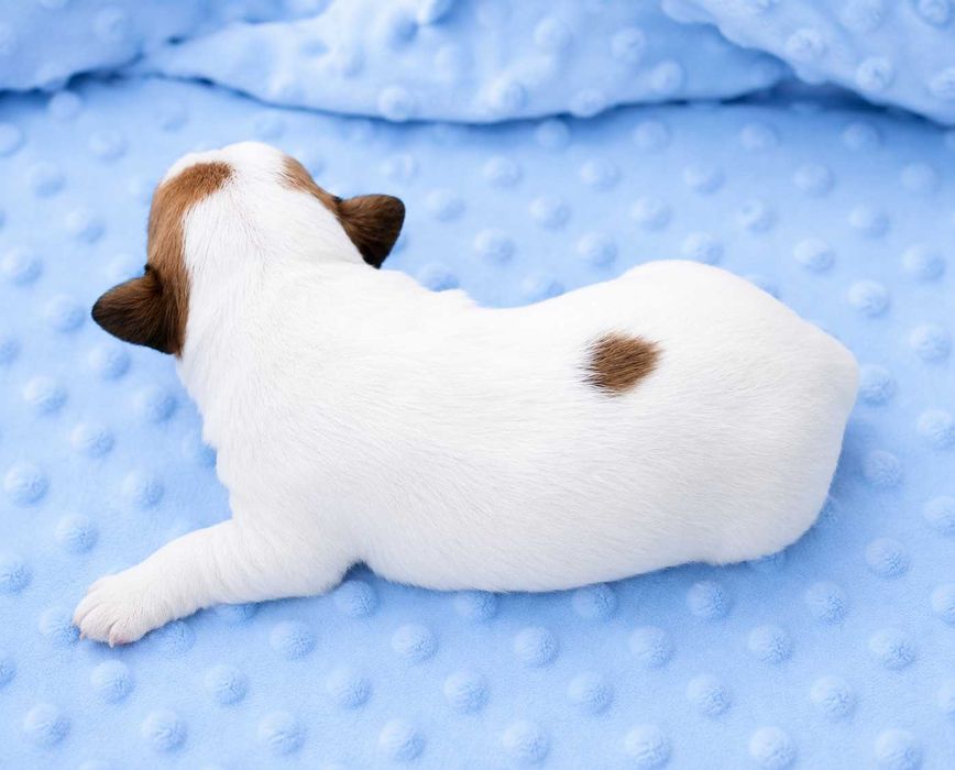 Jack Russell Terrier piękny piesek z dokumentami Moris