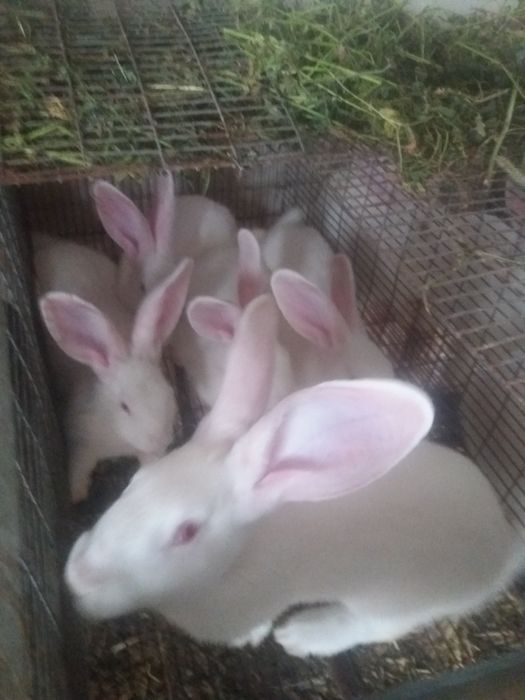 Термонська біла різного віку