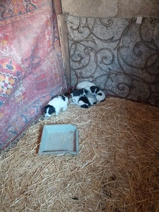 Віддам у добрі руки гарних цуценят безкоштовно хлопчиків та дівчаток.