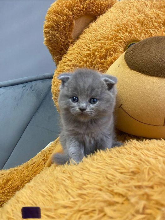 Готові до продажу