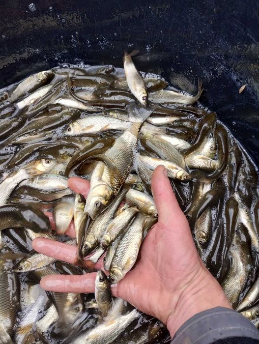 Амур однорічний та