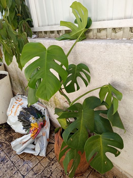 Planta costela de Adão com 80 cm