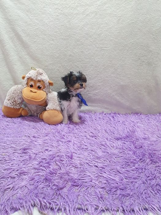 Biewer Terrier Macho