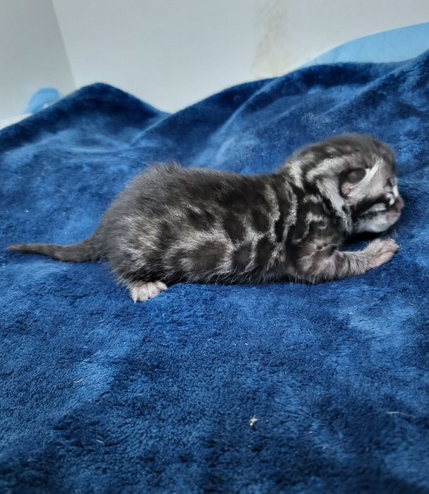 Węglowa kotka Silver charcoal srebrna rodowód