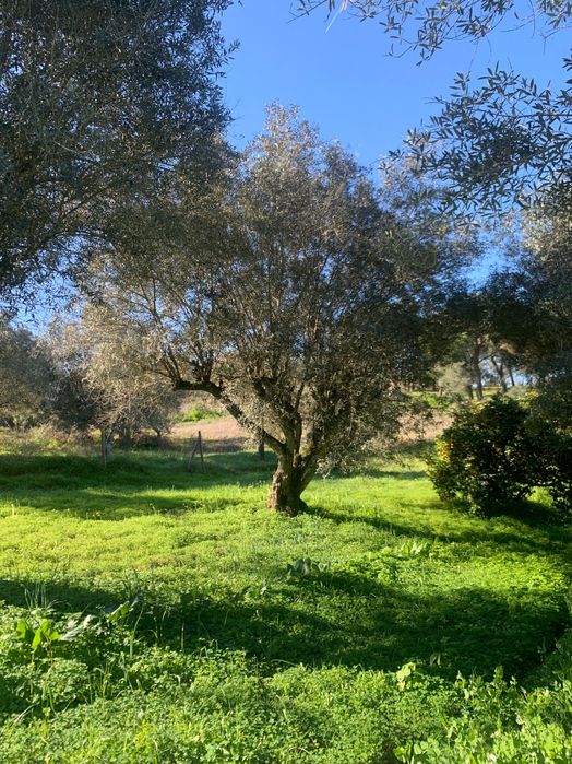 Oliveiras centenárias