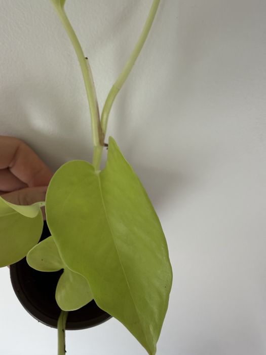 Epipremnum Lemon Lime