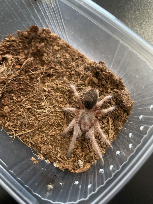 Samica Grammostola rosea red