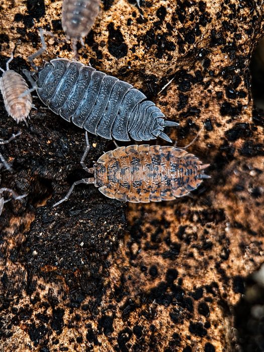 Porcellio scaber “Red Calico”