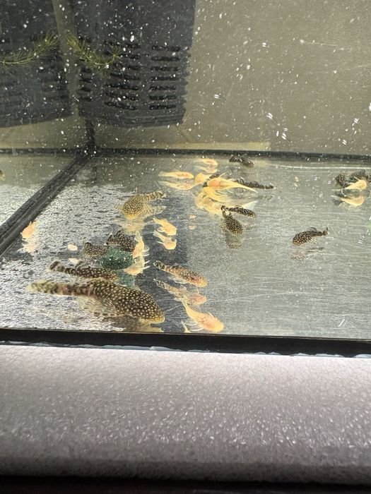 Zbrojnik niebieski ancitrus sp. glonojad