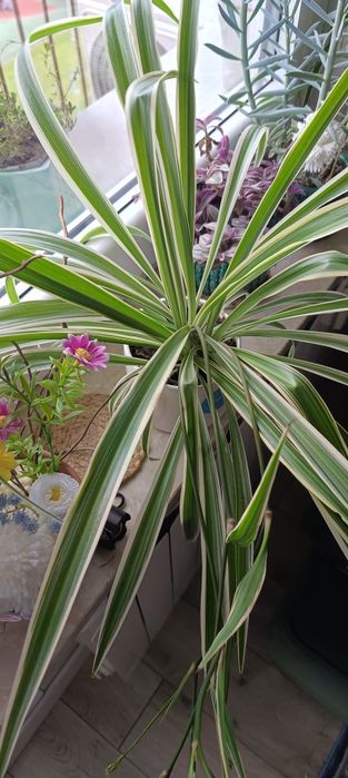 Zielistka sternberga