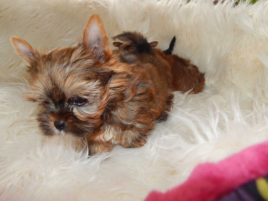 *** Yorkshire Terrier Mini Dziewczynka z Międzynarodowym Rodowodem ***