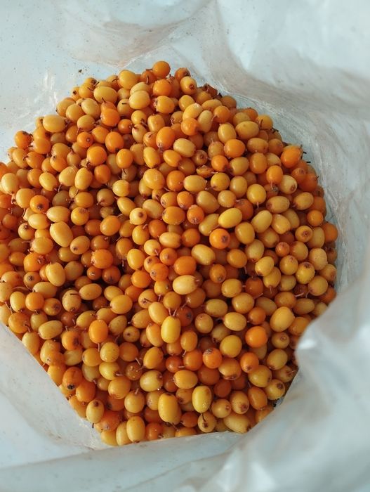 Ягода обліпихи, обліпиха заморожена, ягода облепихи