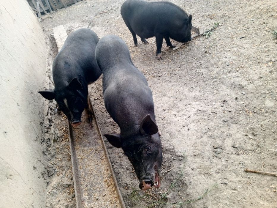 Продам корейських підсвинків