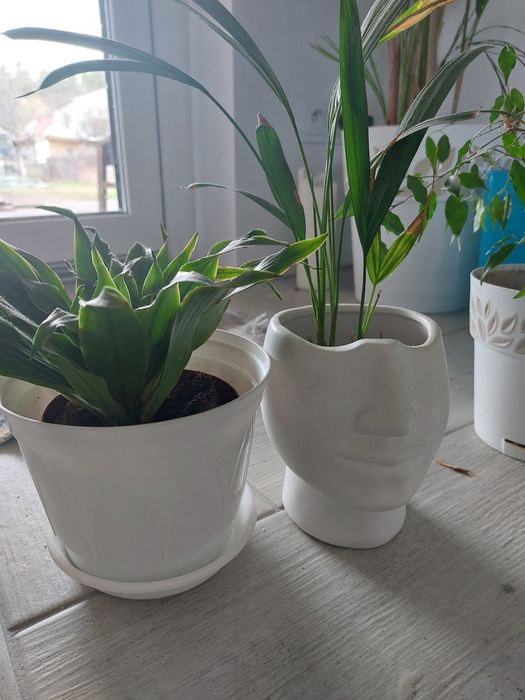 5 Kwiatków doniczkowych