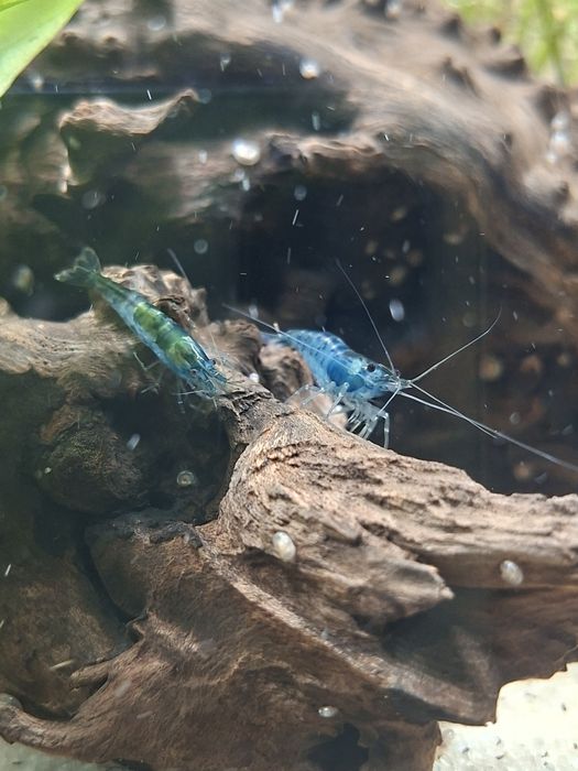 Krewetki Blue Velvet
