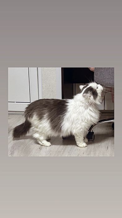 Отдам серо-белого кота, кастрирован, привит