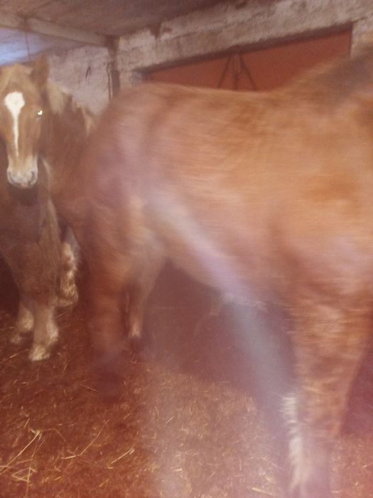 Sprzedam zrebaki zimnokrwiste.