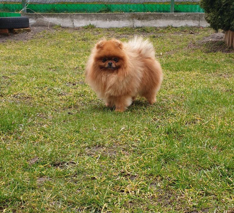 Szpicy miniaturowy pomeranian Reproduktor