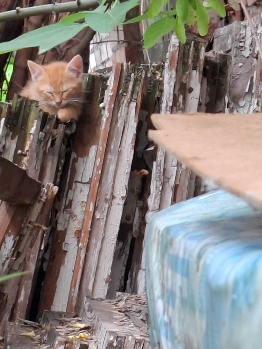 Котята в счастливые семьи