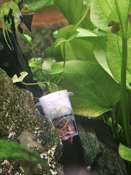 Planta aquario  nymphoides taiwan lotus