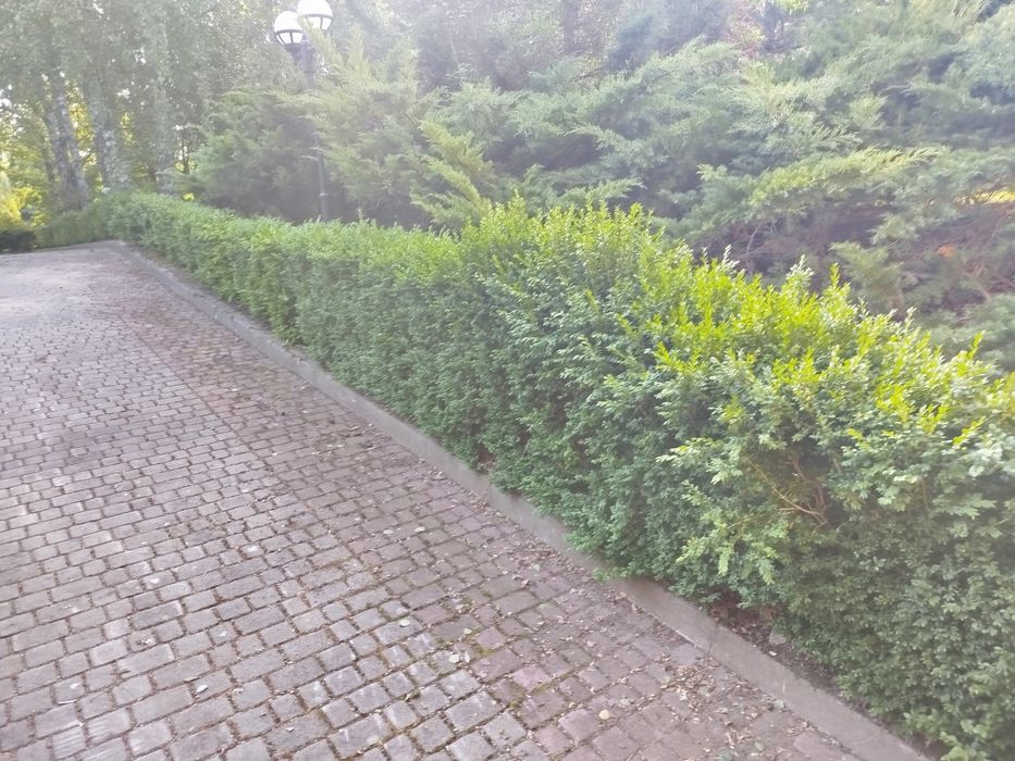 Pielęgnacja ogrodu
