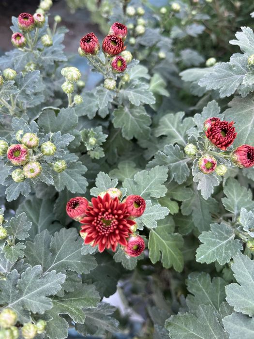 Хризантеми мультифлори та корейки