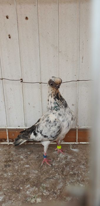 Gołebie ozdobne szek polski staluchy masciuchy