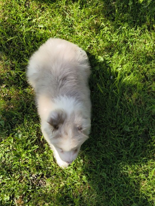 Border collie ZKWP FCI piesek red merle