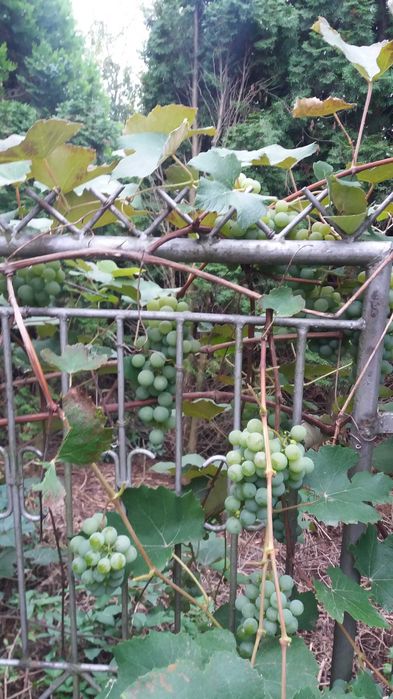 sprzedam winogron