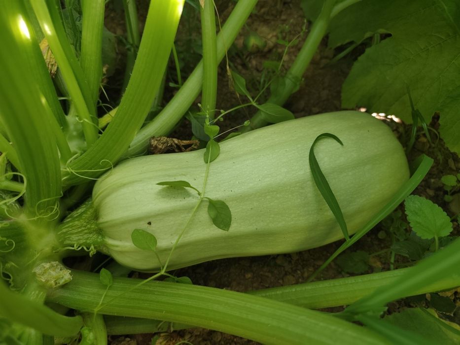 Vende-se courgettes!