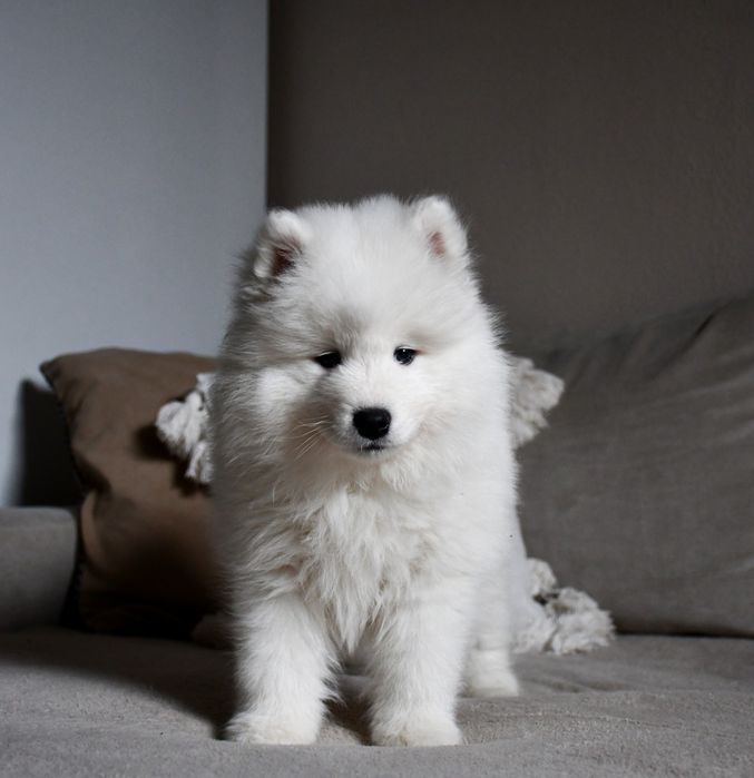 Samoyed szczeniak suczka