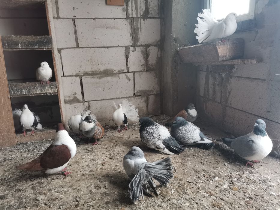 Gołębie ozdobne Gile Pawiki