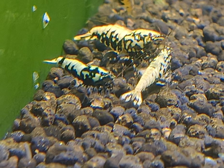 Krewetki Galaxy fishbone po Boa