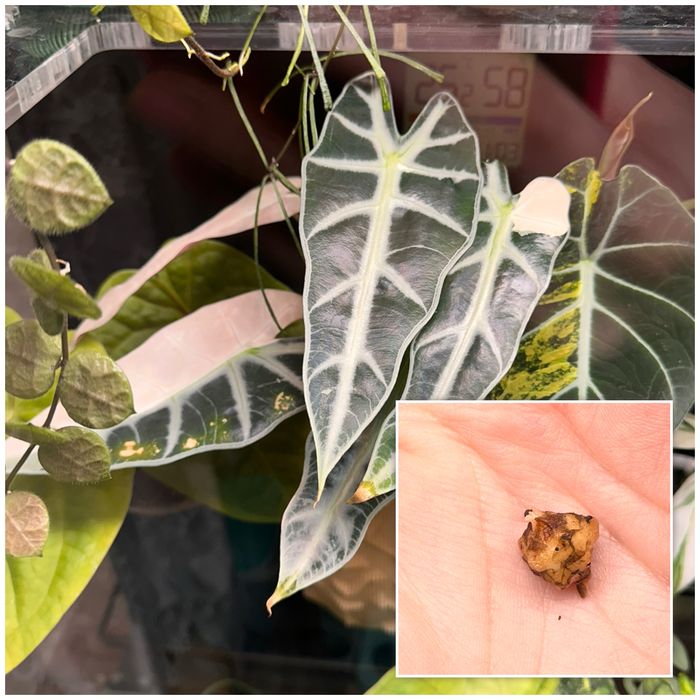 Alocasia Bambino Pink бульби | Алоказія бамбіно пінк