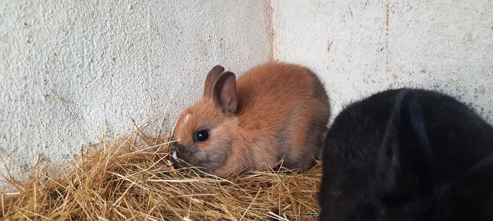 Ceolhos Anao Holandes/netherland Dwarf