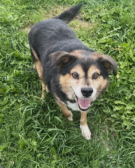 Irys senior do adopcji w Schronisku Nadzieja w Napierkach
