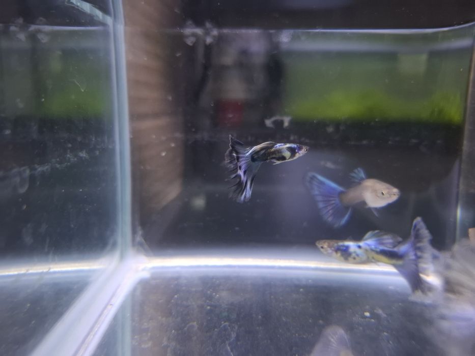 Guppys Blue Dragon