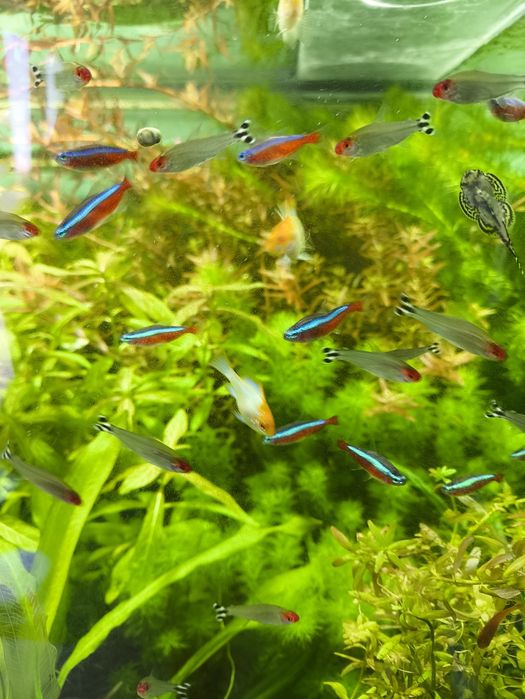 Аквариумные рыбки.