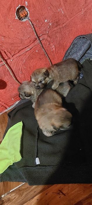 Oddam 3 suczki w dobre ręce