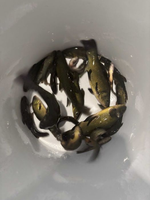 Lin zarybieniowy, narybek - pakiet