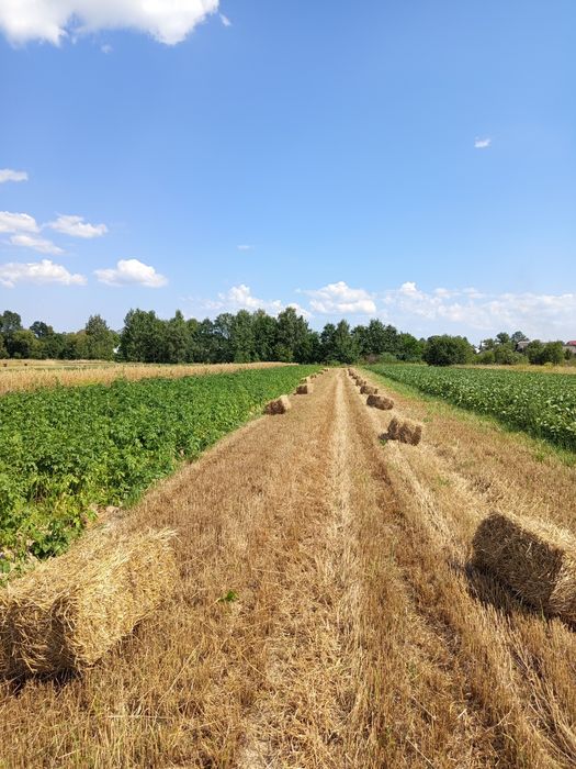 Продам тюки соломи і сіна